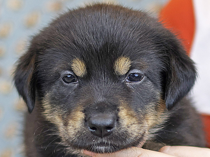 chinook puppy